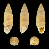 Image of Granaria frumentum (Draparnaud 1801)