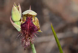 Calochilus stramenicola D. L. Jones的圖片