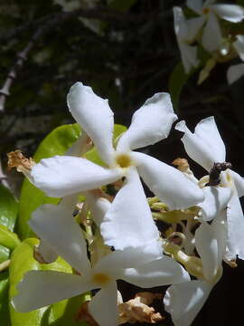 Image of Star-jasmine or Confederate-jasmine