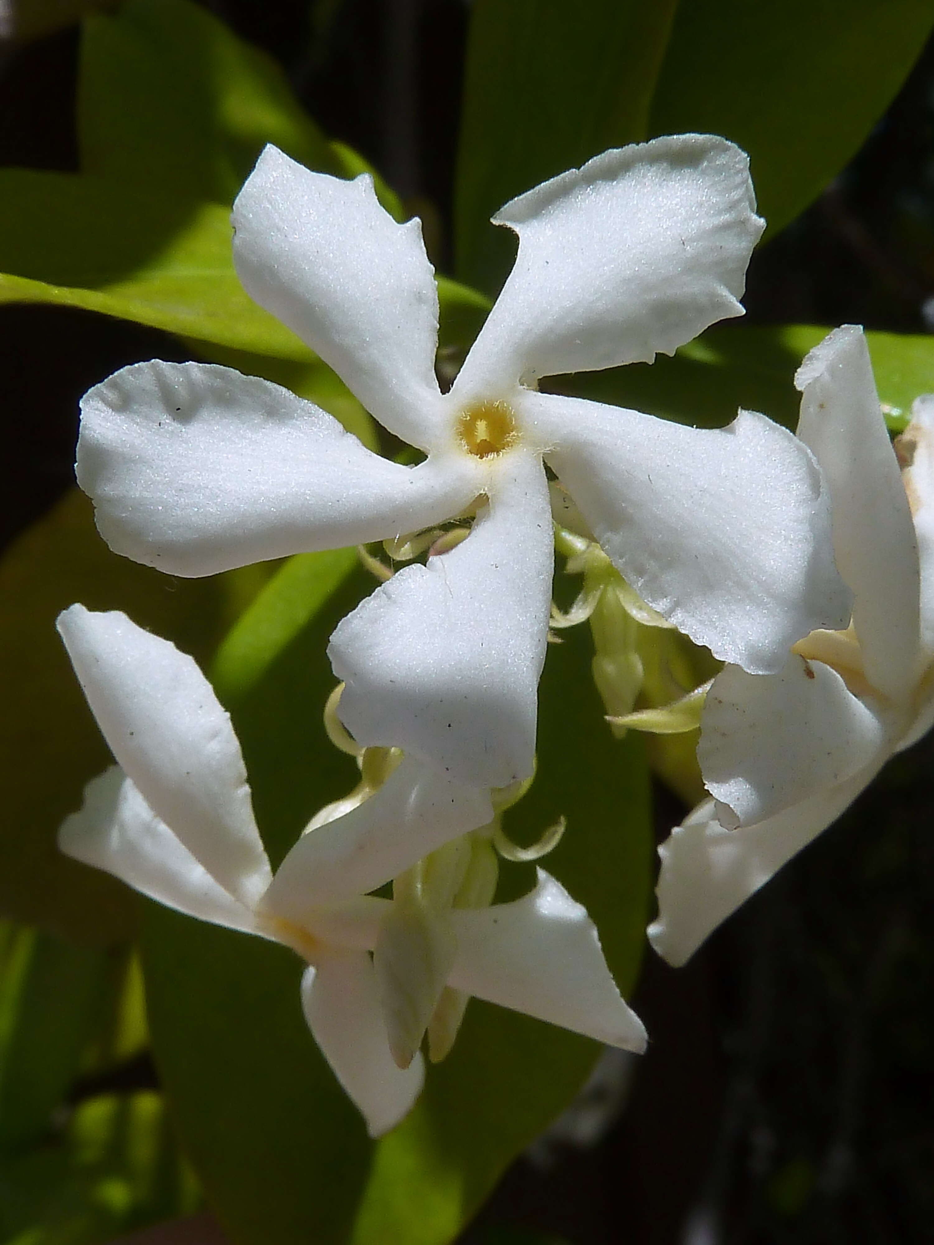 Image of Star-jasmine or Confederate-jasmine