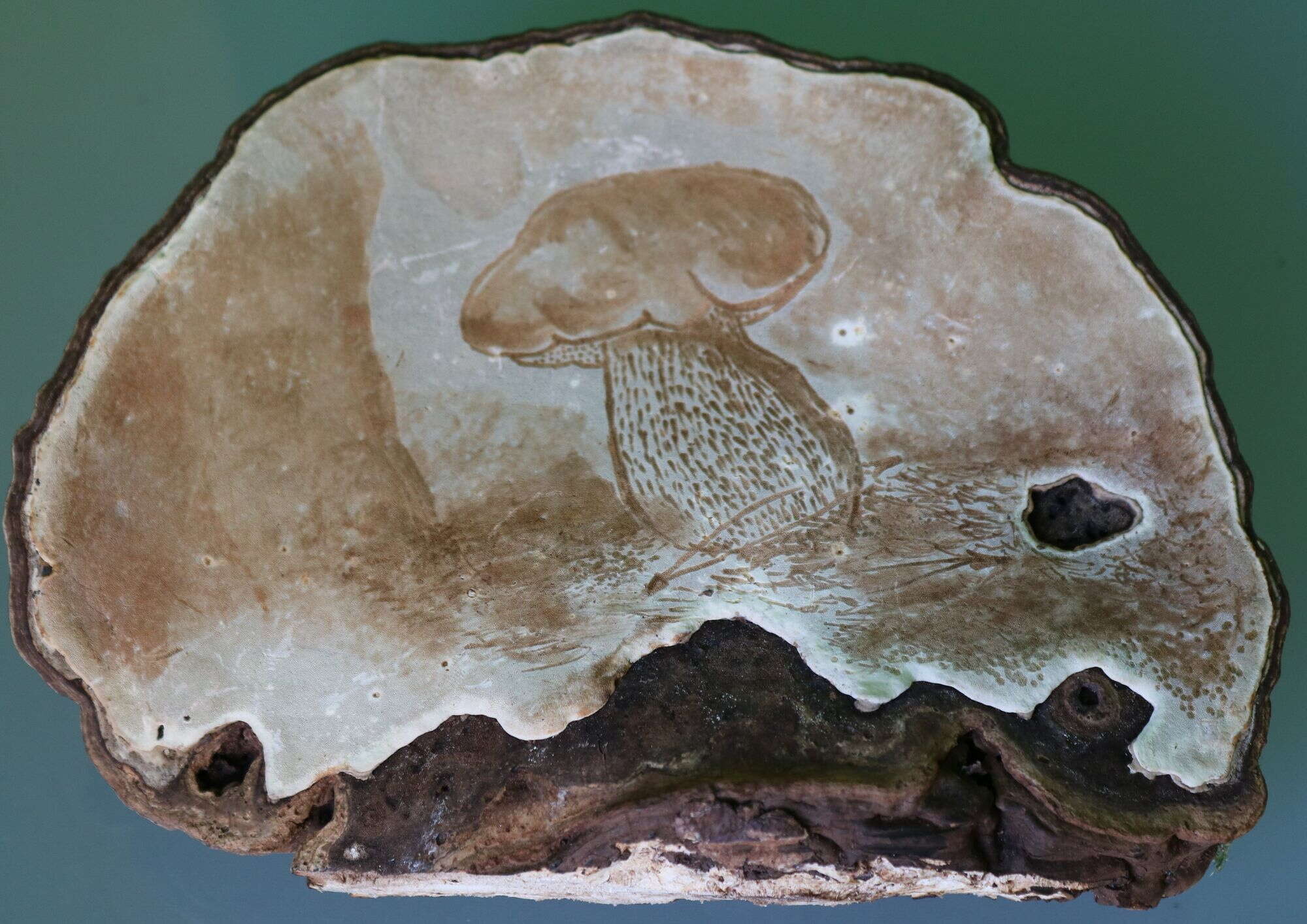 Image of Ganoderma applanatum