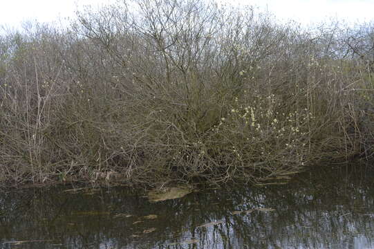 Imagem de Salix cinerea L.