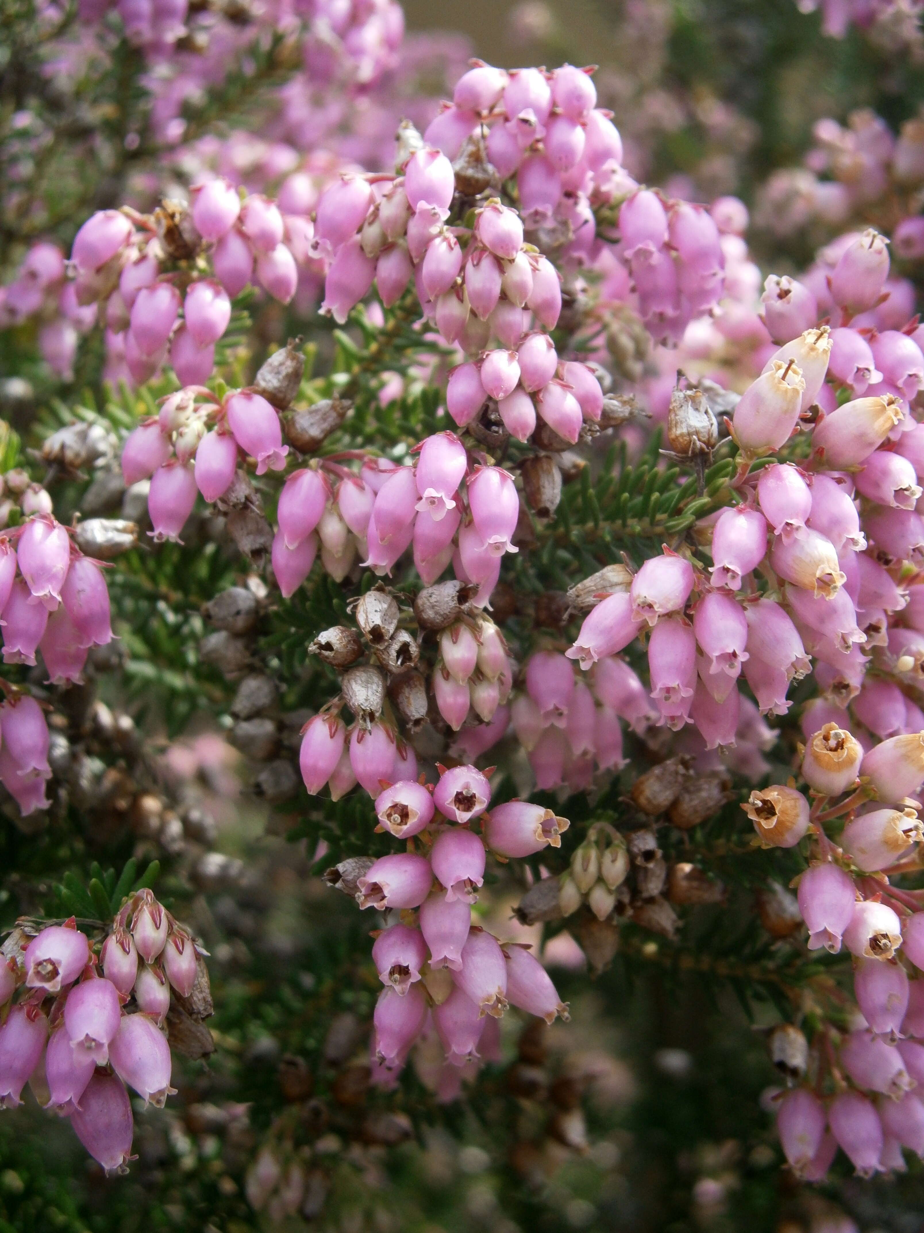 Image of Erica terminalis Salisb.