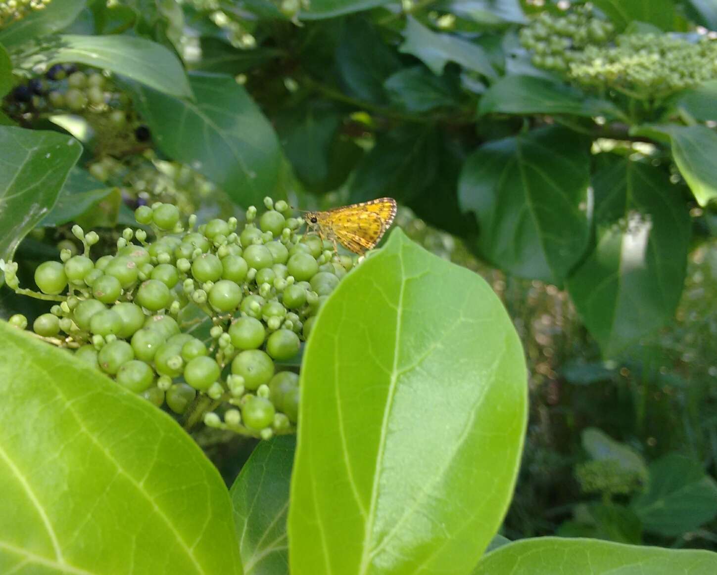 Image of Bush Hopper