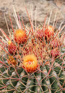 Image of Emory's barrel cactus
