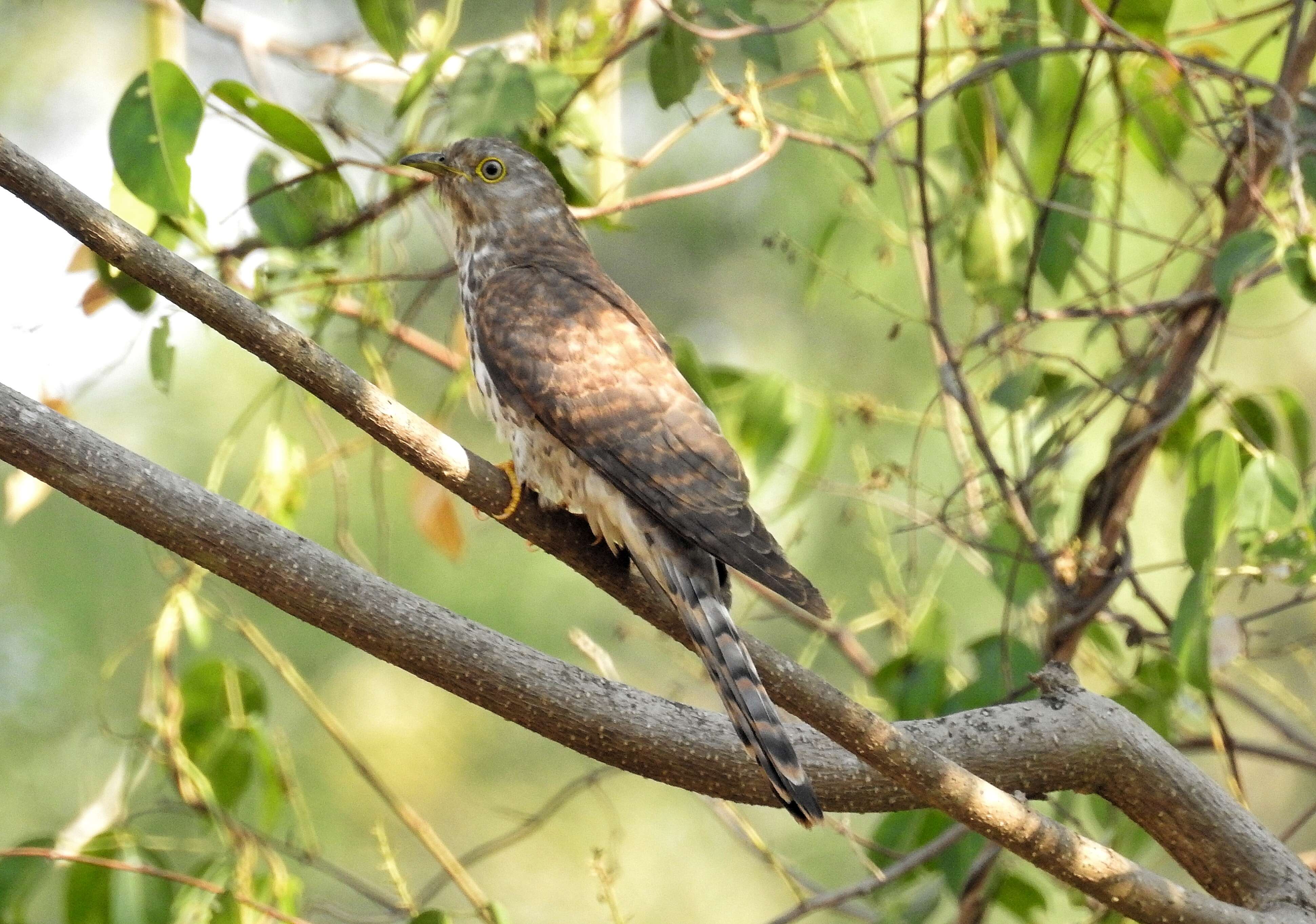 Image of Common Hawk Cuckoo