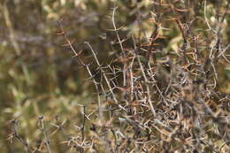 Imagem de Berberis morrisonensis Hayata