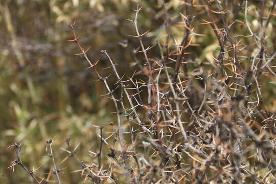 Image de Berberis morrisonensis Hayata