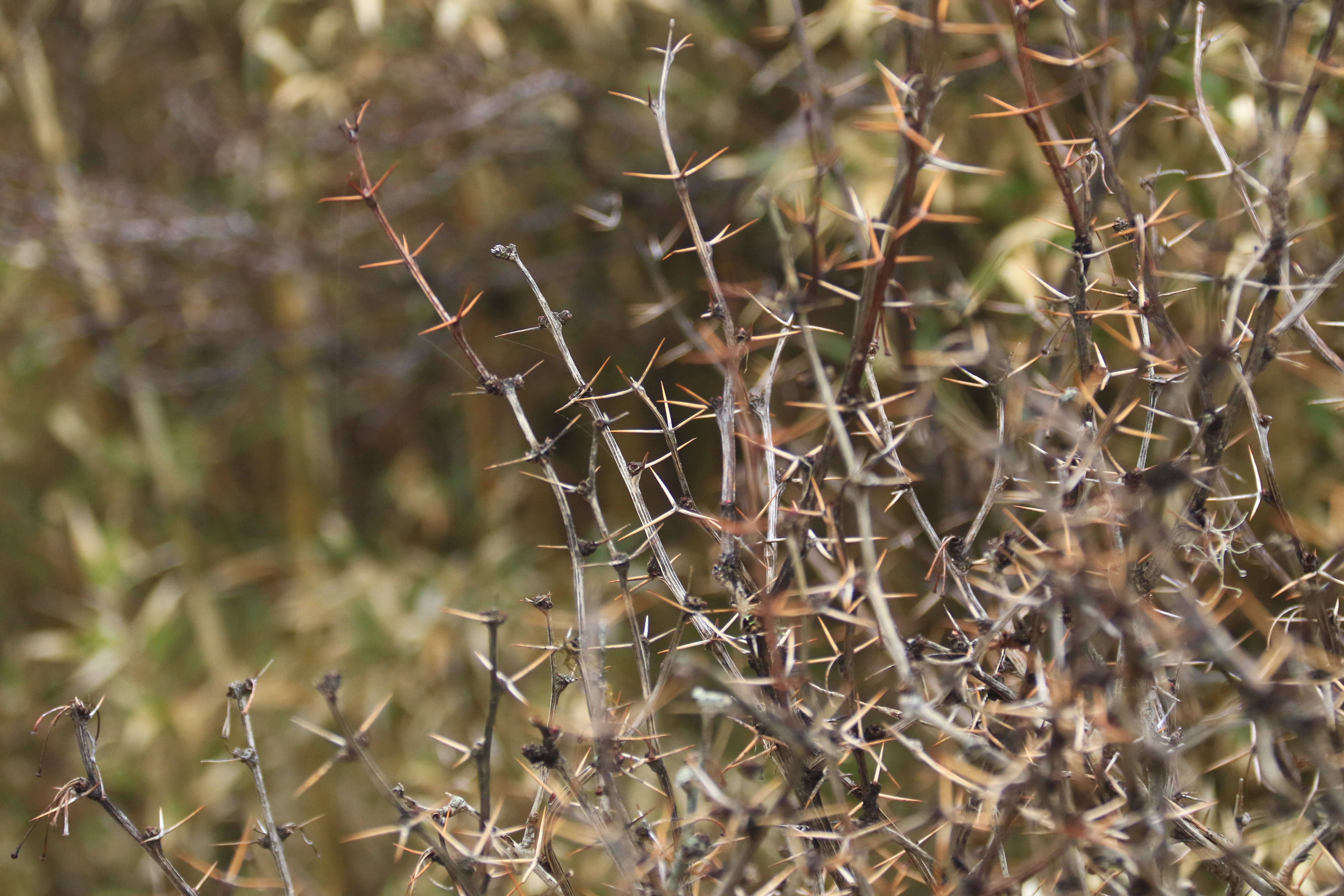 Image de Berberis morrisonensis Hayata