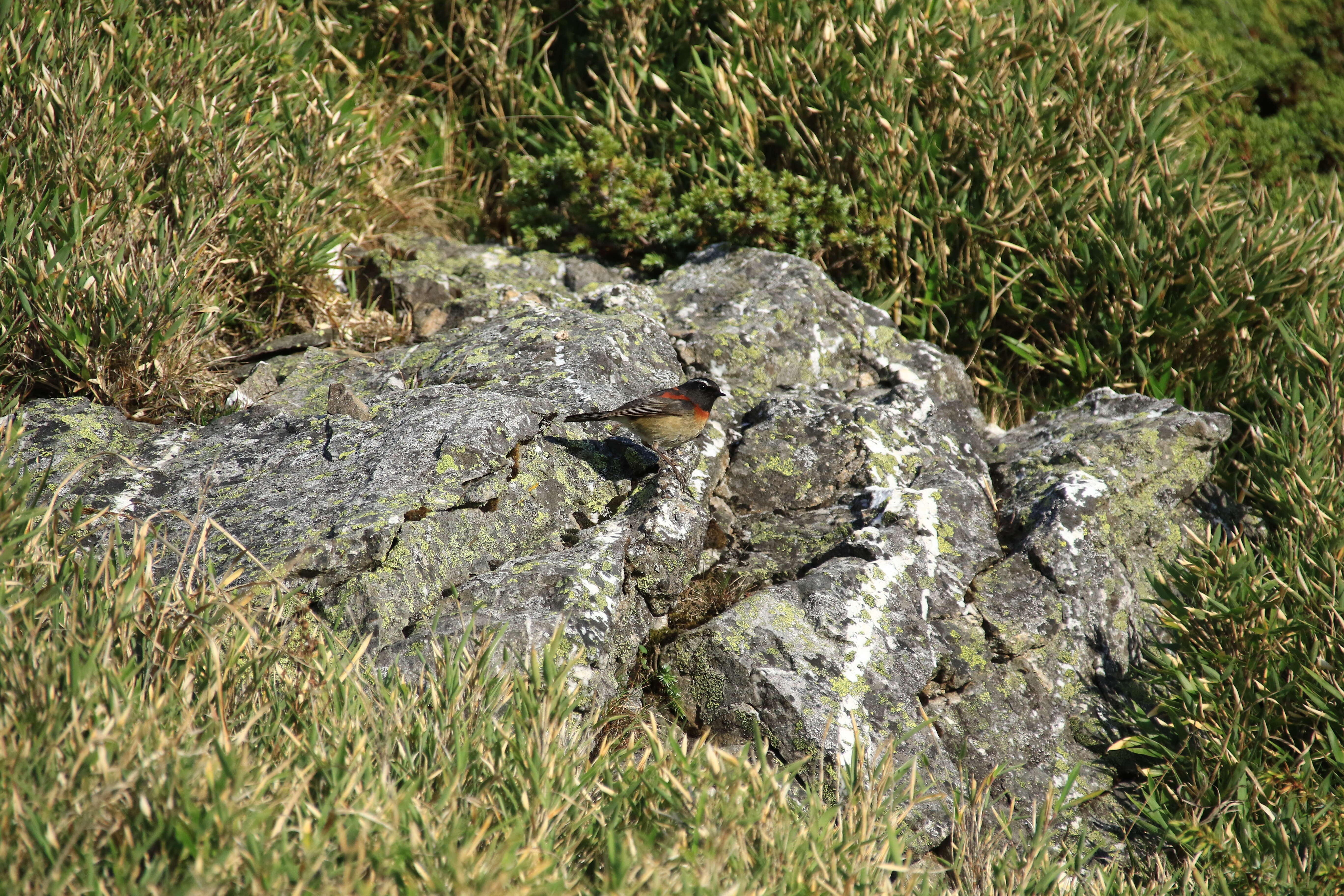 Image of Collared Bush Robin