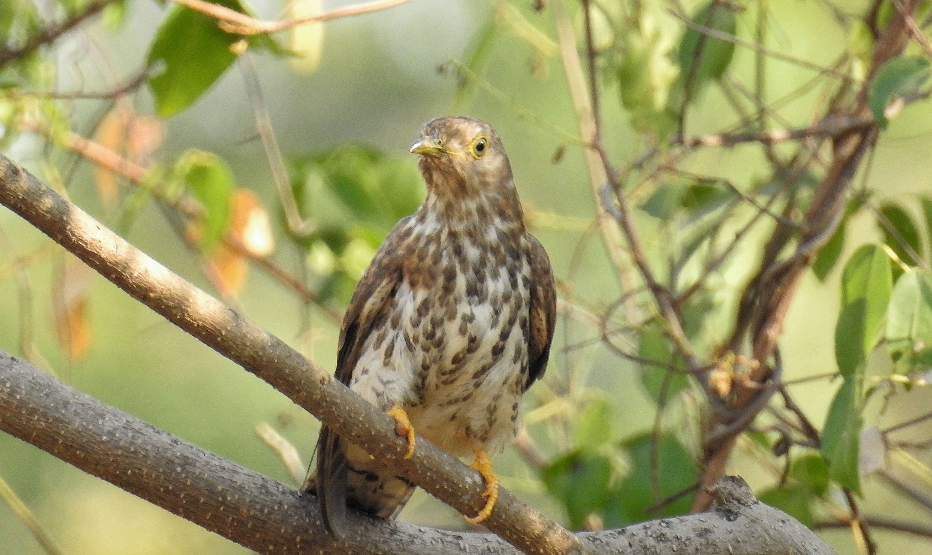 Image of Common Hawk Cuckoo