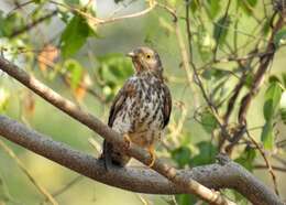 Image of Common Hawk Cuckoo