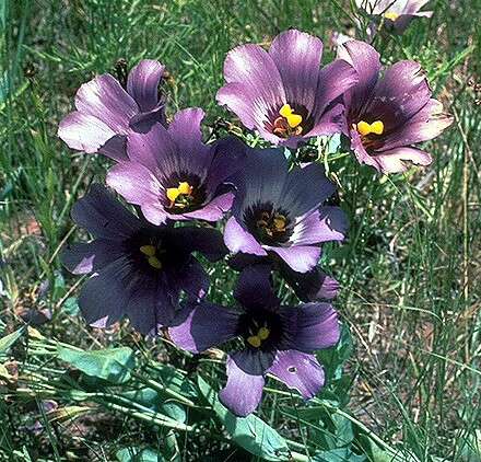 Image of Eustoma