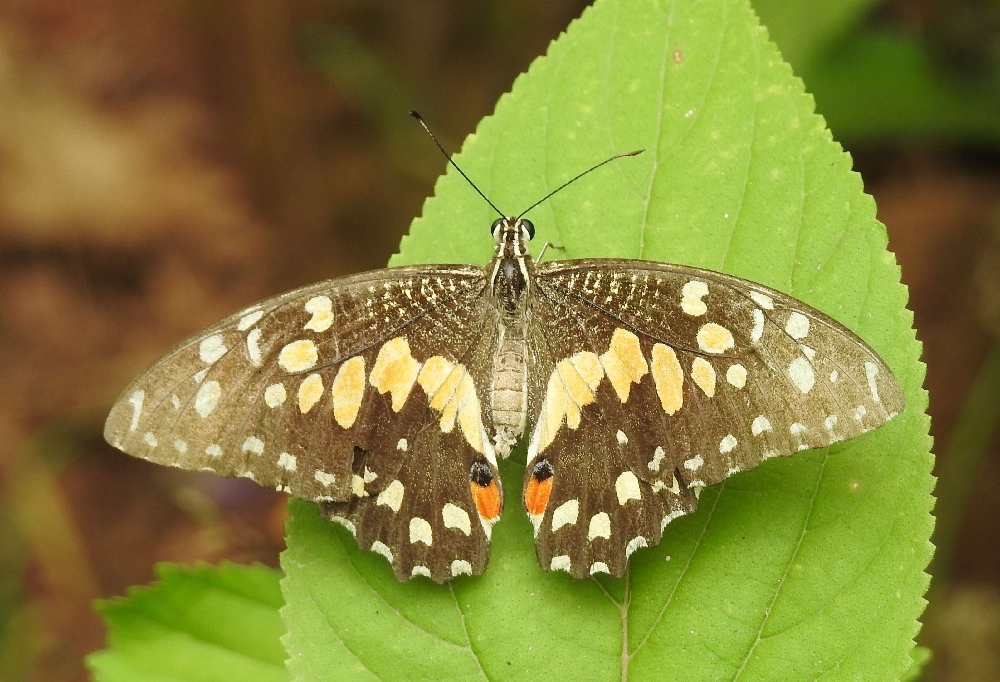 Plancia ëd Papilio demoleus Linnaeus 1758