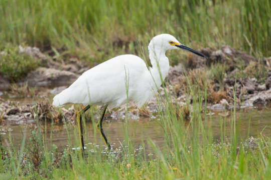 Image de Aigrette neigeuse