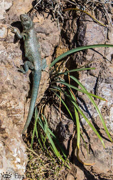 Image of Bibron's Tree Iguana