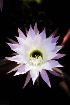 Image of Echinopsis oxygona