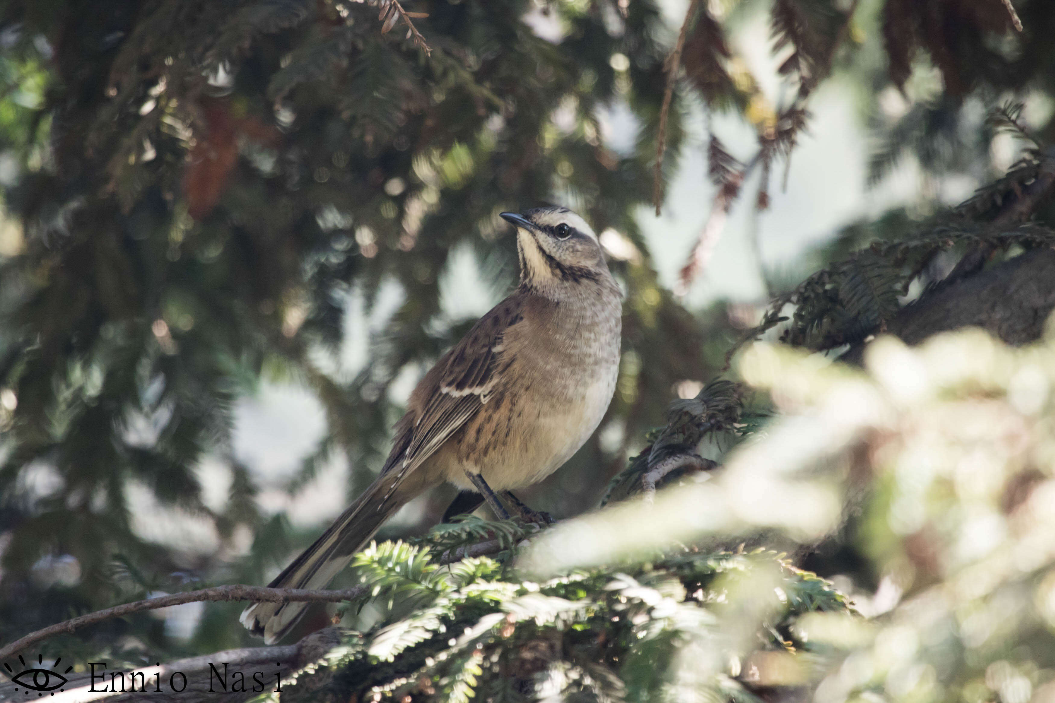 Image of Chilean Mockingbird