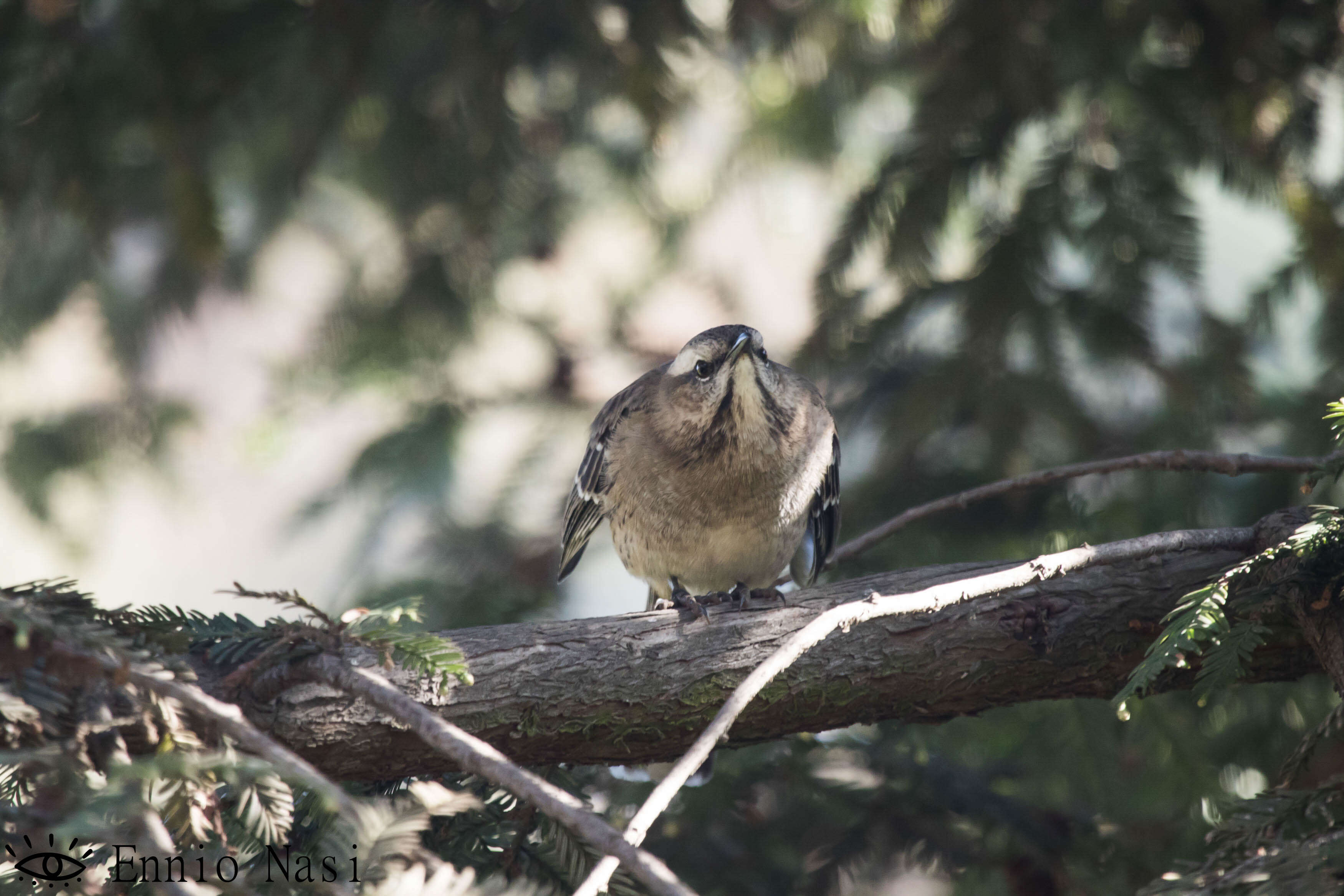 Image of Chilean Mockingbird