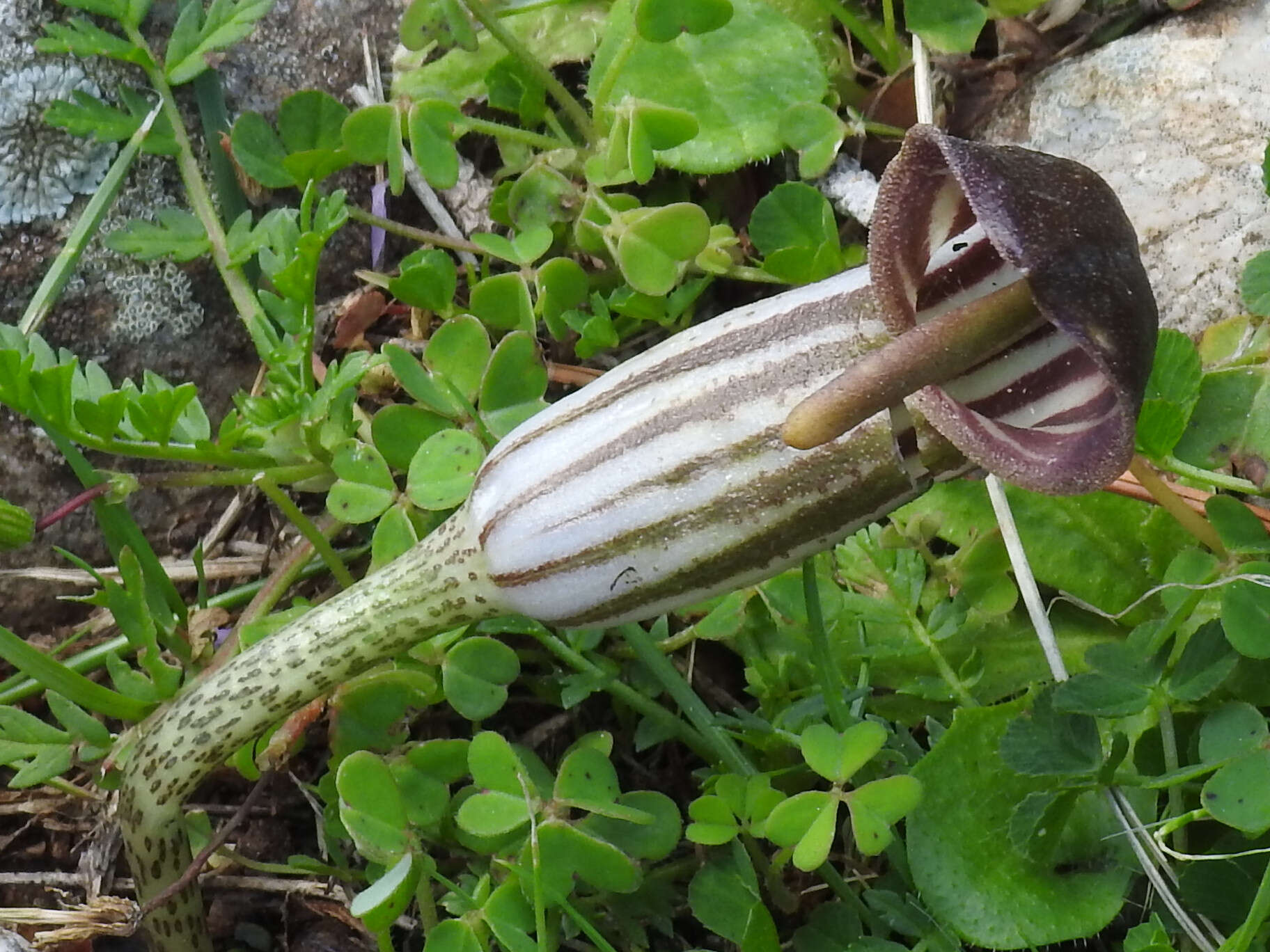 Image of Friar's cowl