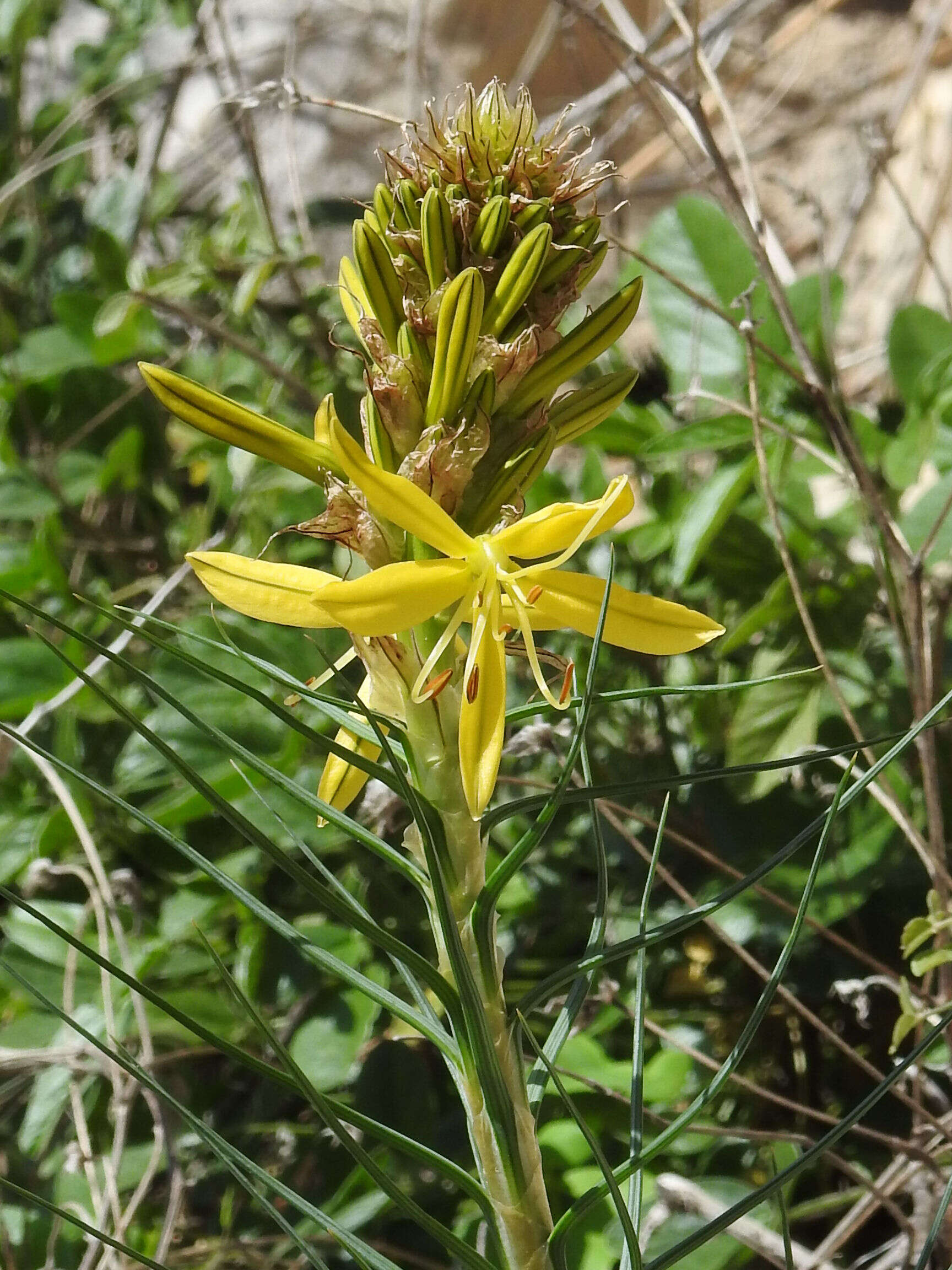 Image of yellow asphodel