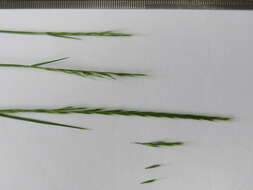 Image of rat's-tail fescue