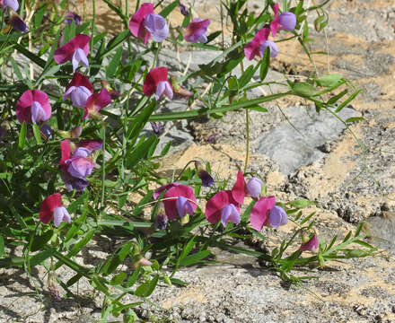 Imagem de Lathyrus clymenum L.