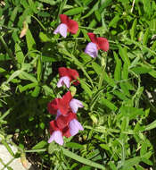 Image of cicercha purpurina