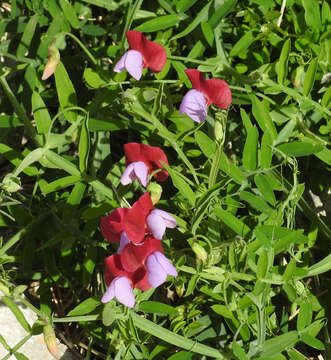 Imagem de Lathyrus clymenum L.