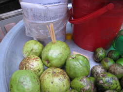 Image of hog plum