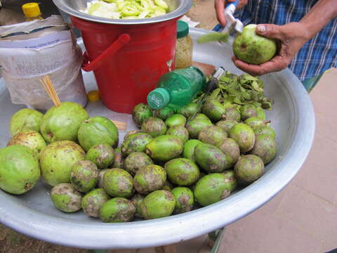 Image of hog plum