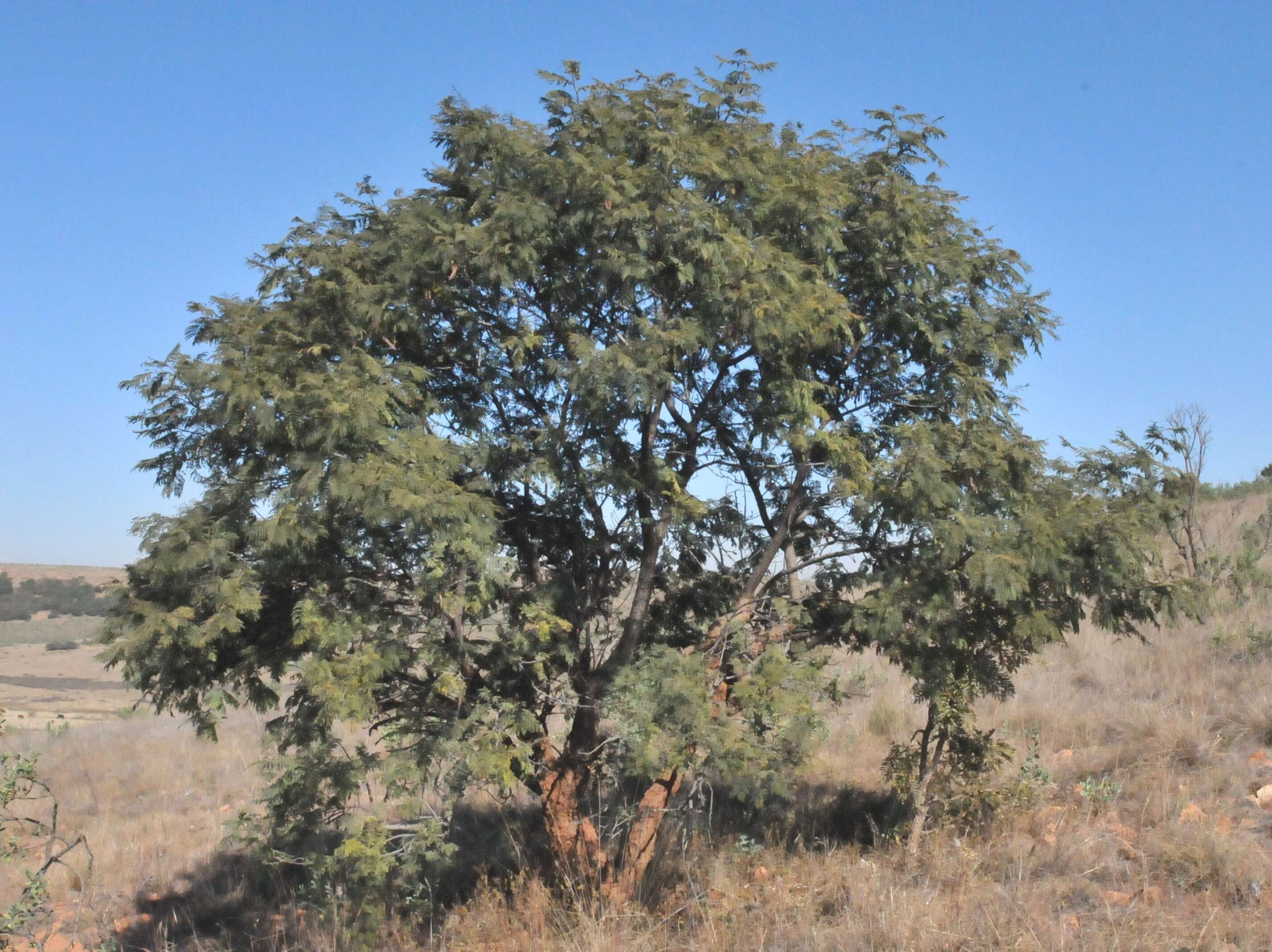 Image of Common hook-thorn Acacia