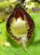 Image of Tiny helmet orchid