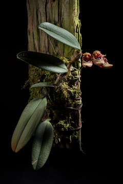 Image of Bulbophyllum frostii Summerh.