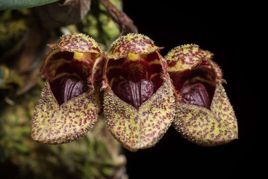 Image of Bulbophyllum frostii Summerh.