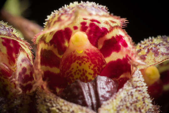 Image of Bulbophyllum frostii Summerh.