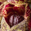 Imagem de Bulbophyllum frostii Summerh.