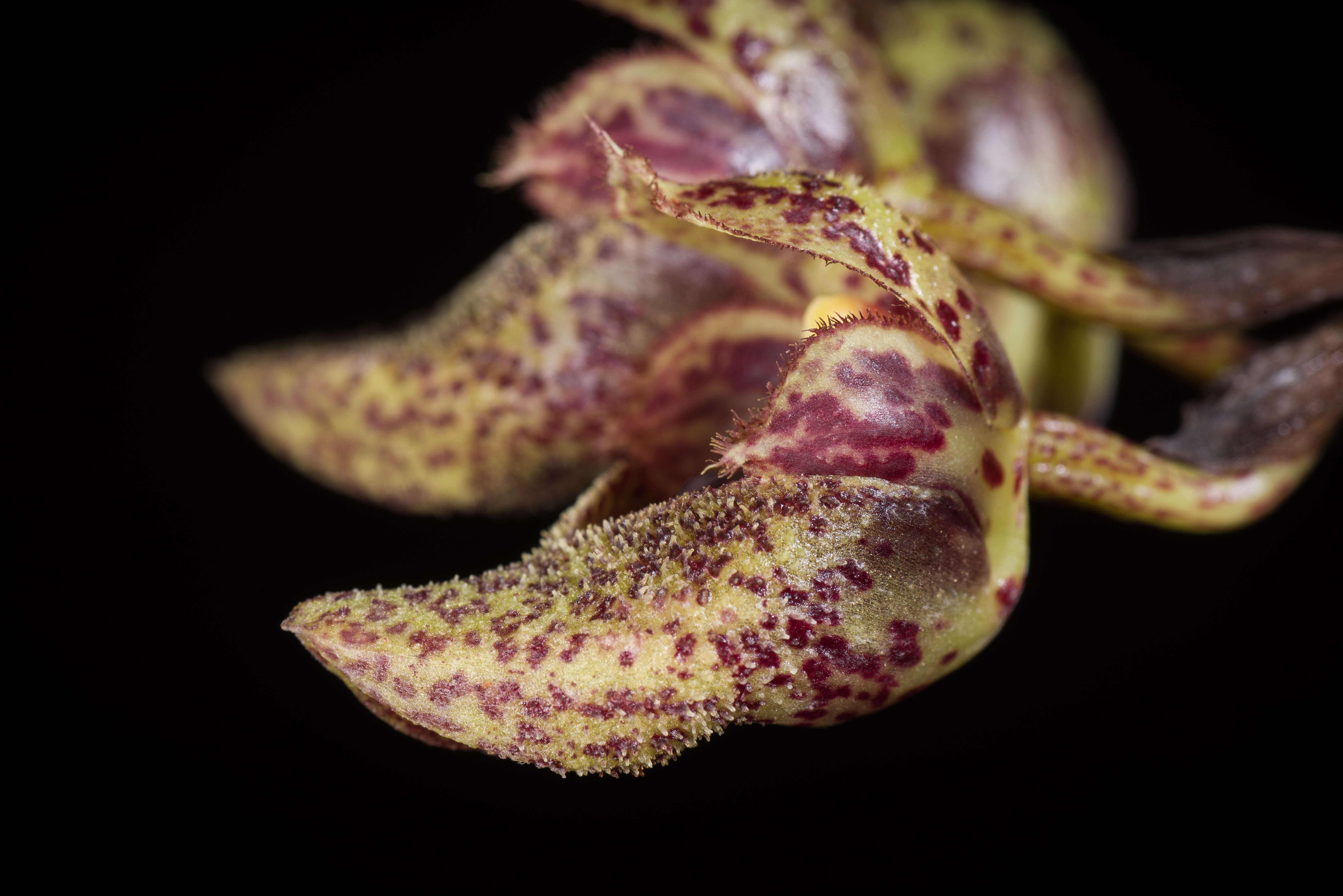 Image of Bulbophyllum frostii Summerh.