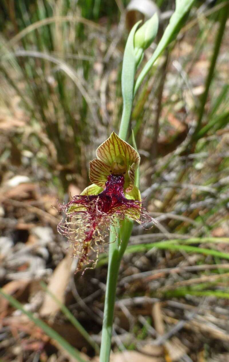 Calochilus therophilus D. L. Jones的圖片