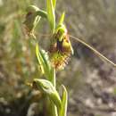 Image of Mountain beard orchid