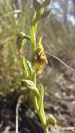 Image of Mountain beard orchid