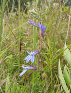 Image of downy lobelia