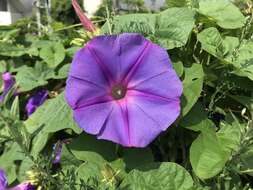 Image of whiteedge morning-glory