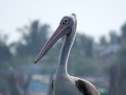 Image of Grey Pelican