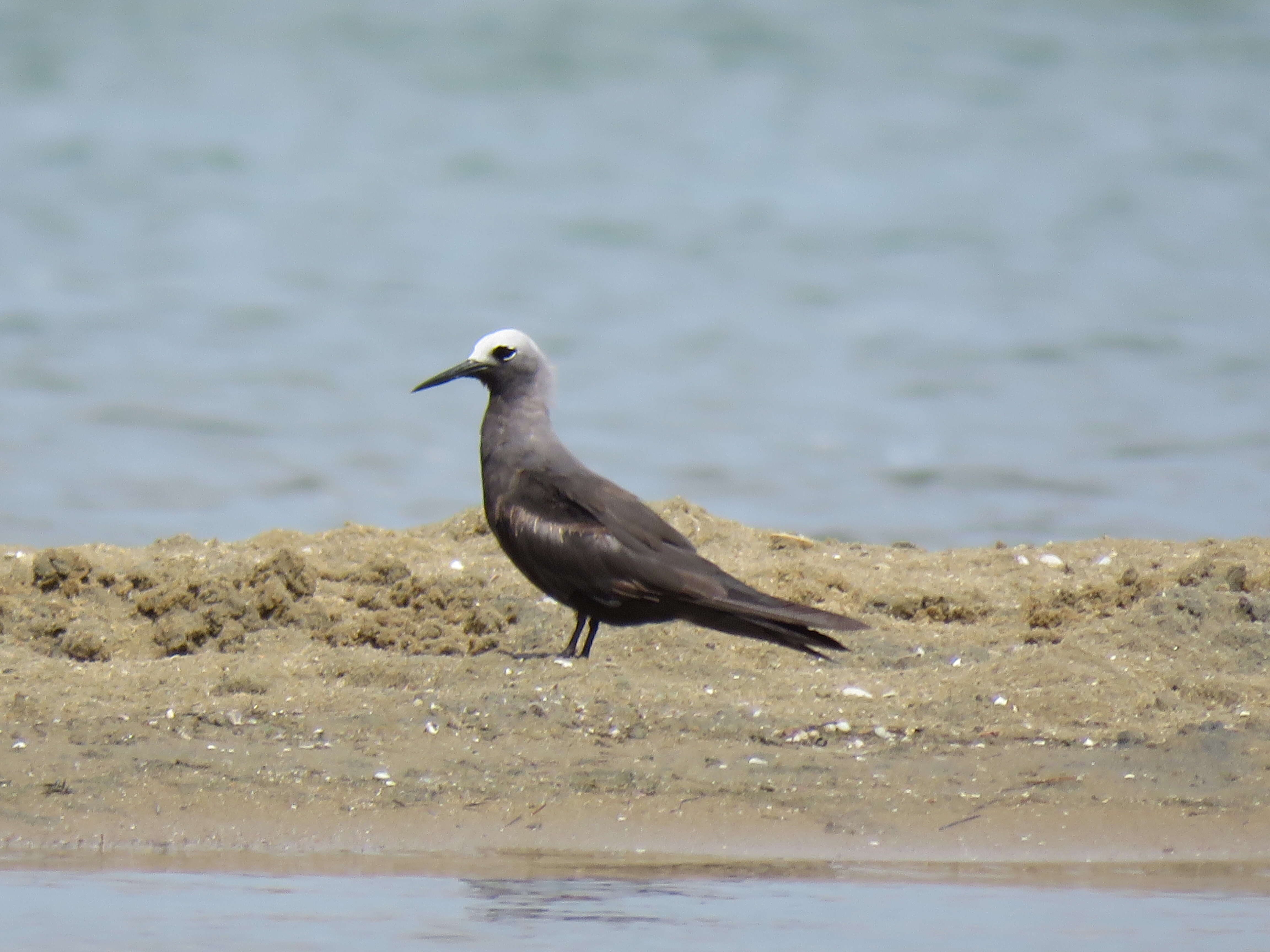 Anous tenuirostris (Temminck 1823) resmi