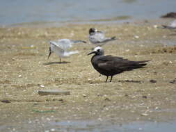 Anous tenuirostris (Temminck 1823) resmi