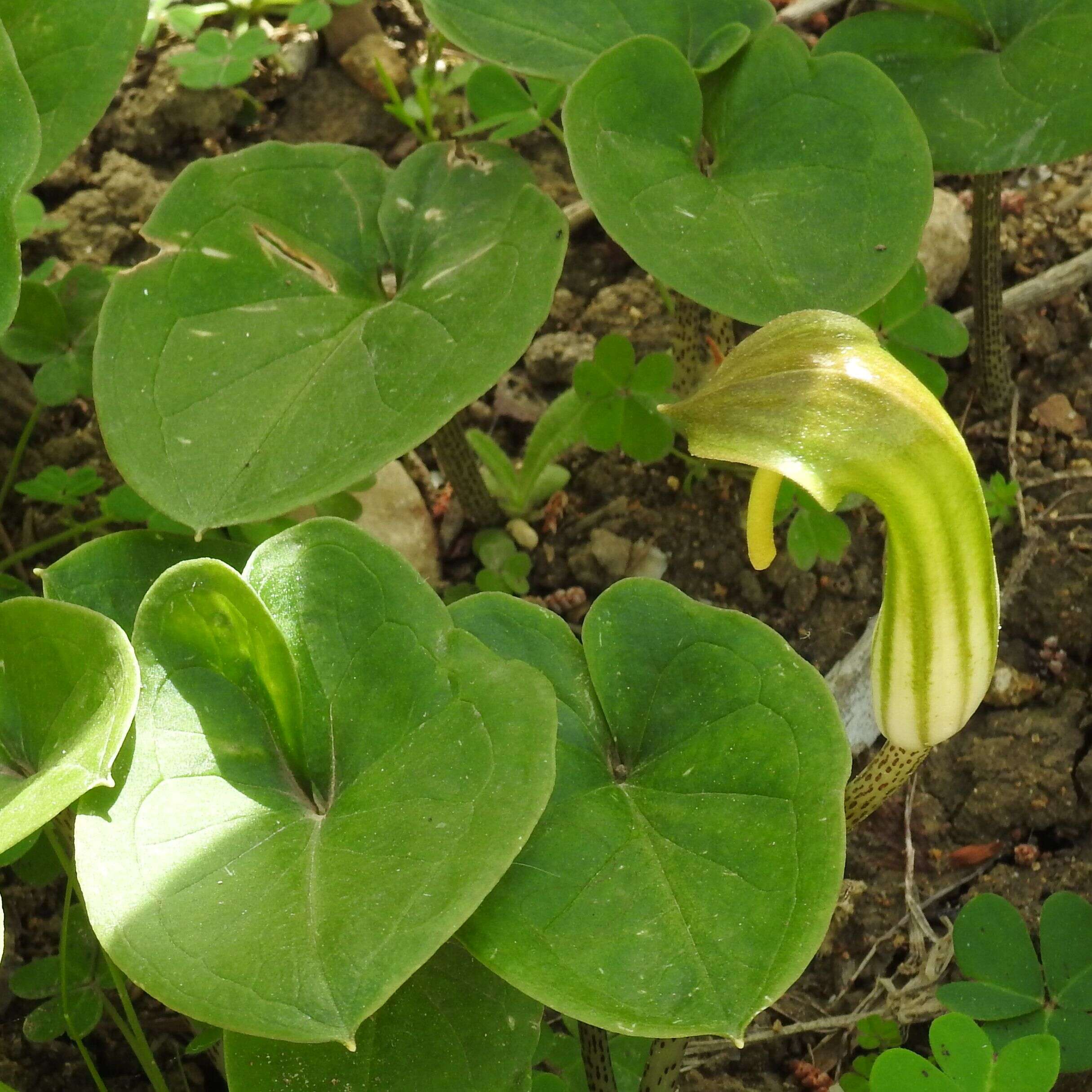 Image of Friar's cowl