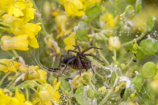 Image of Agelena labyrinthica (Clerck 1757)