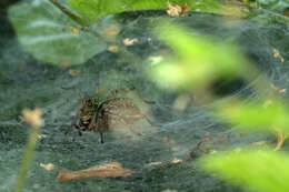 Image of Agelena labyrinthica (Clerck 1757)