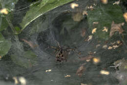 Image of Agelena labyrinthica (Clerck 1757)